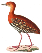 Red-legged Crake