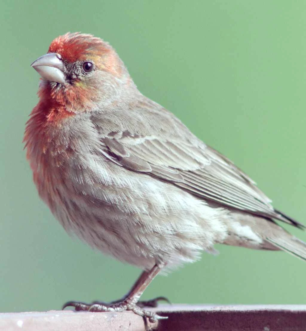 American rosefinch All Birds Wiki FANDOM powered by Wikia