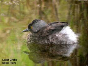 Least Grebe - breeding plumage