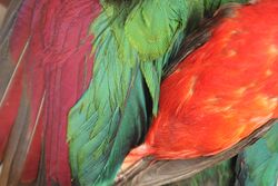 Red feather pigments
