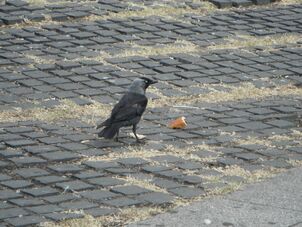 Jackdaw