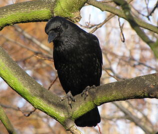 Carrion crow