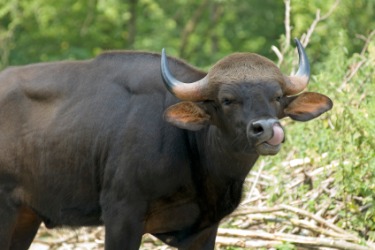 number 15 the ox all dimensions wiki fandom powered by wikia
