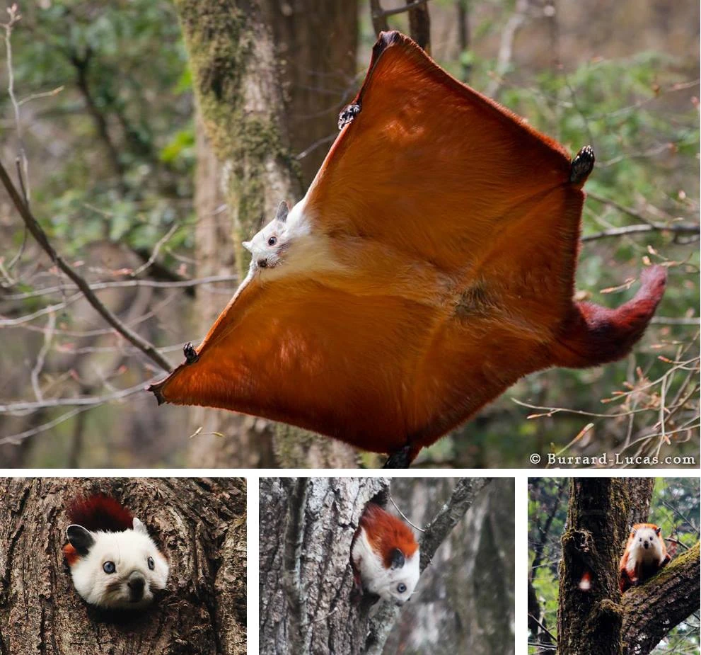 Red and White Giant Flying Squirrel All Species Wiki FANDOM powered