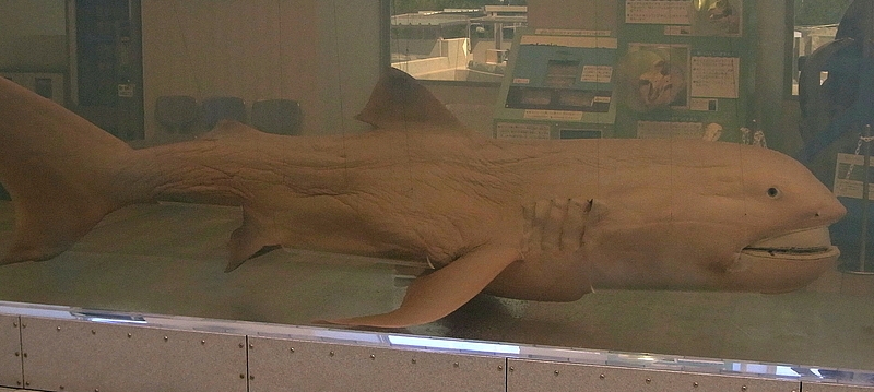 megamouth shark all species wiki fandom powered by wikia