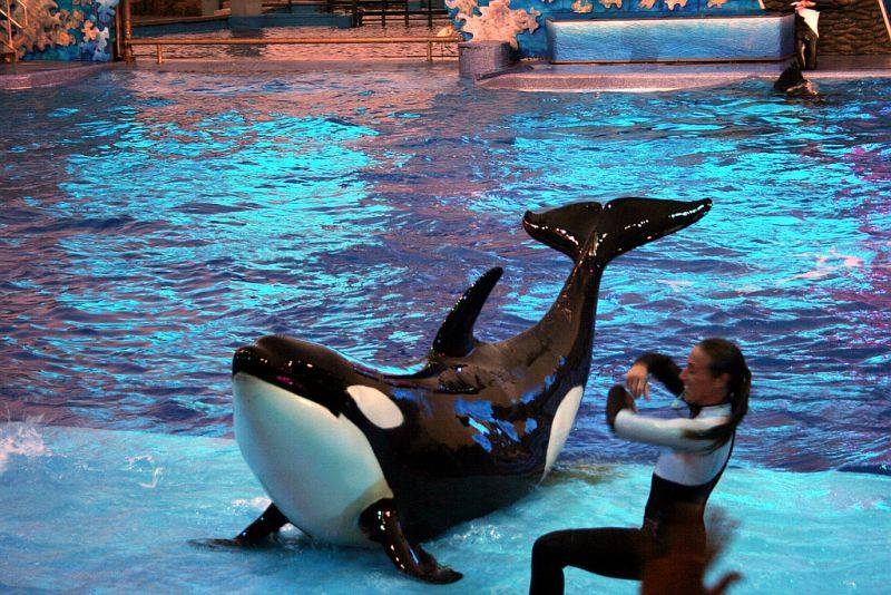Nalani (orca) All Species Wiki Fandom