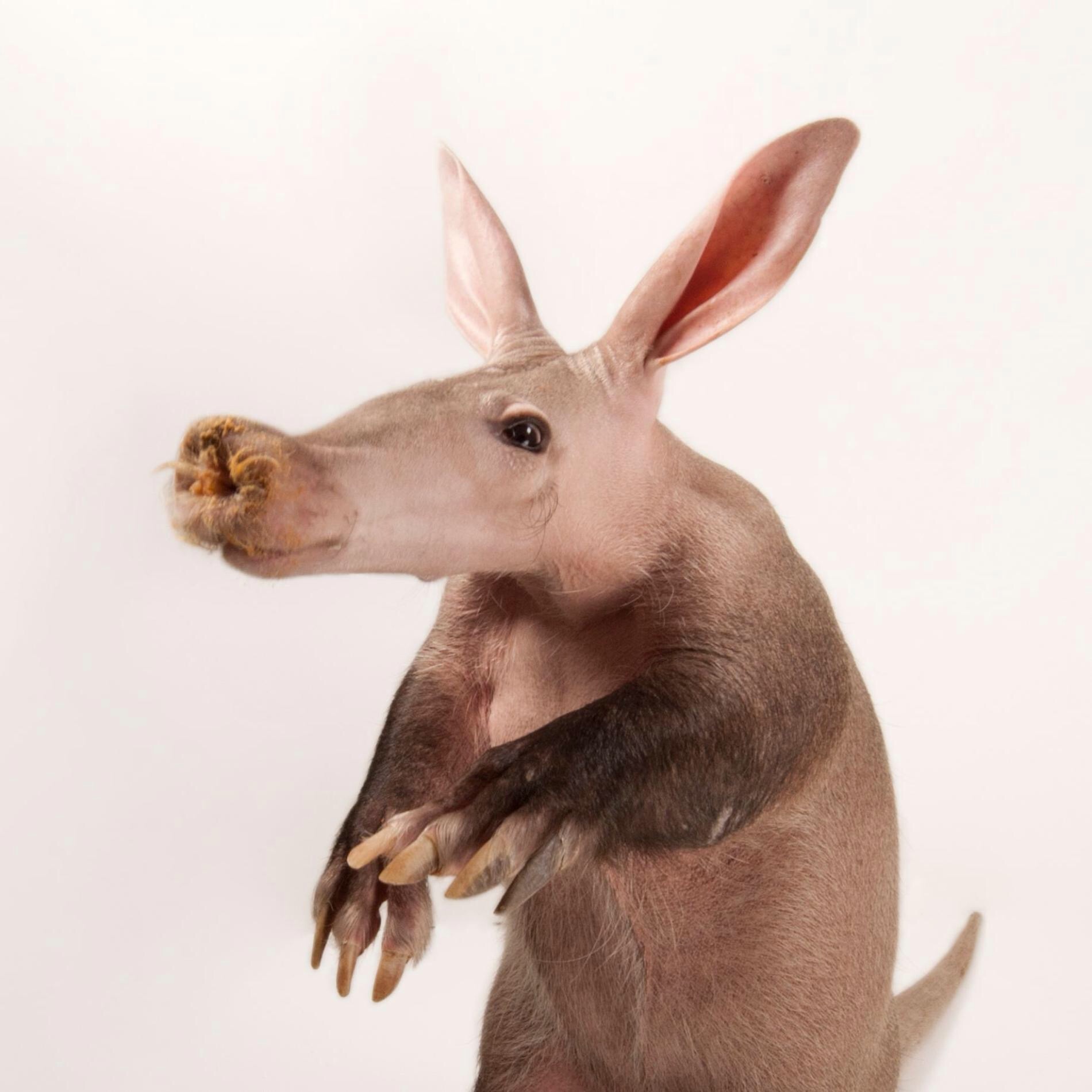 Aardvark | All Species Wiki | Fandom