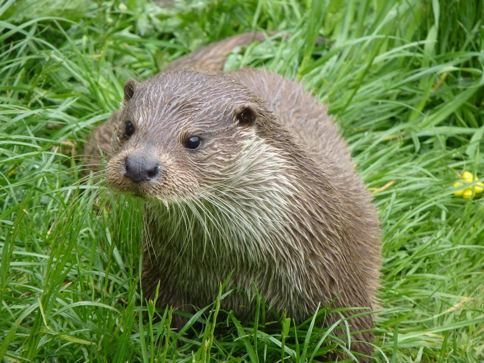 European Otter | All Species Wiki | FANDOM powered by Wikia