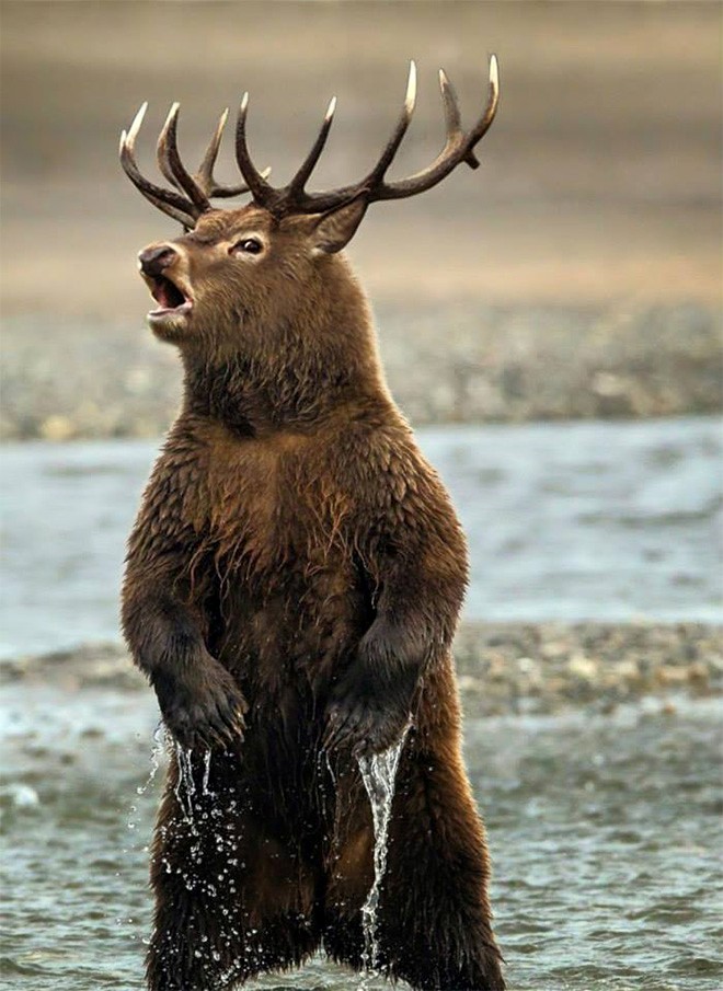 pacific jackalope all species wiki fandom powered by wikia