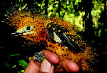 Ciereous Mourner Chick