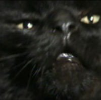 Cat Scare All The Tropes Wiki Fandom