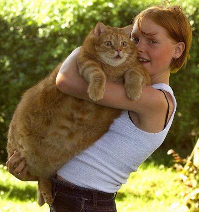 Tubcat 8815