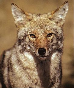 Coyote Portrait I 1282