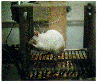 RATBOX
