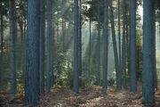 Cenoriar forest