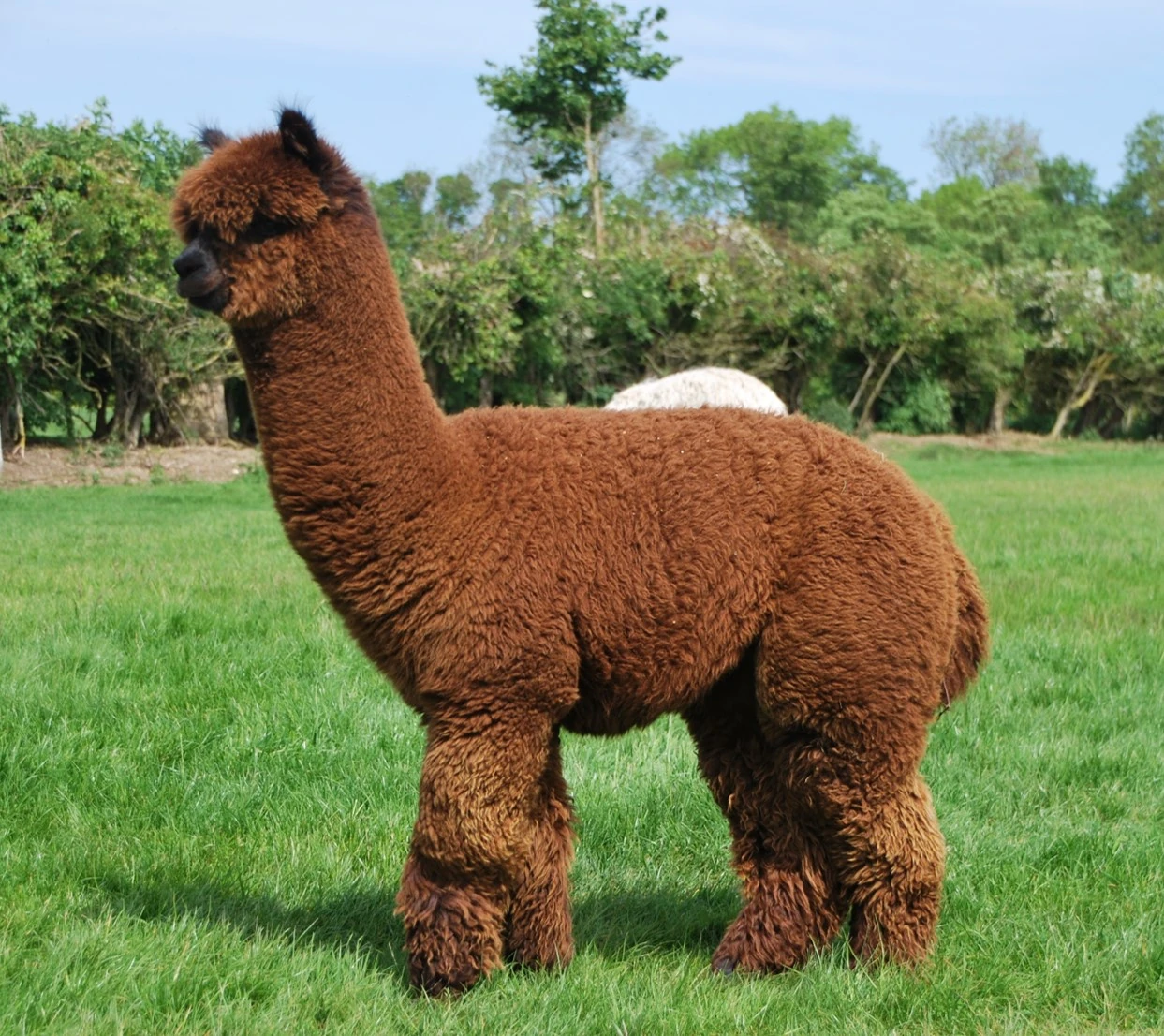 The Real Life Alpaca Alpaca World Wiki Fandom