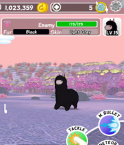 Black Alpaca at Magenta Hill-0