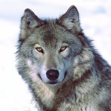 A Gray Wolf.