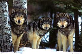 Wolves