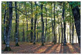 Huntinggrounds