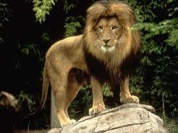Leon