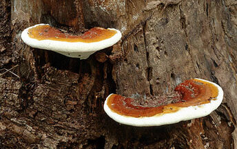 Ganoderma
