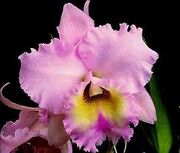 Orquidea