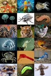 Animales Clacificaciones