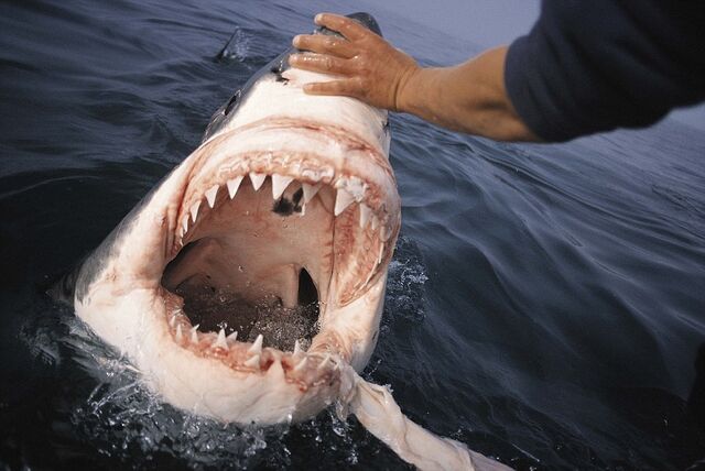 Archivo:Shark-trance-1-.jpg