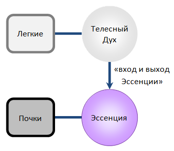 Легкие и Телесный Дух