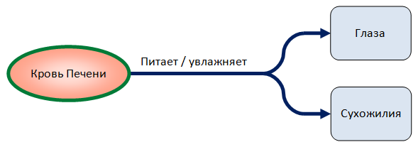 Взаимосвязь между между Печенью, глазами и сухожилиями