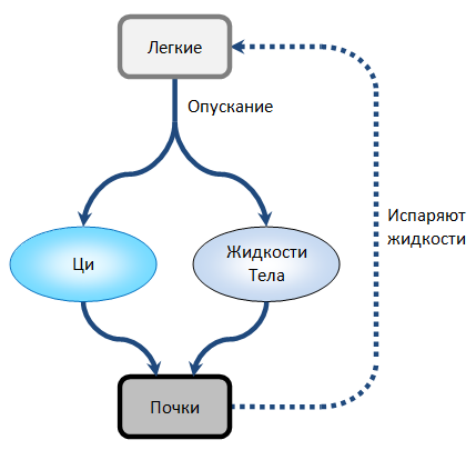 Опускание Ци Легких 2