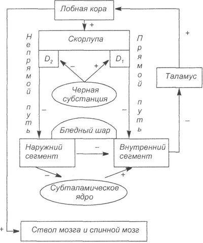 Файл:Extrapyramidal.png