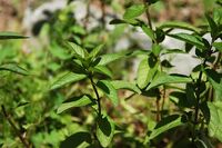 Mentha piperita
