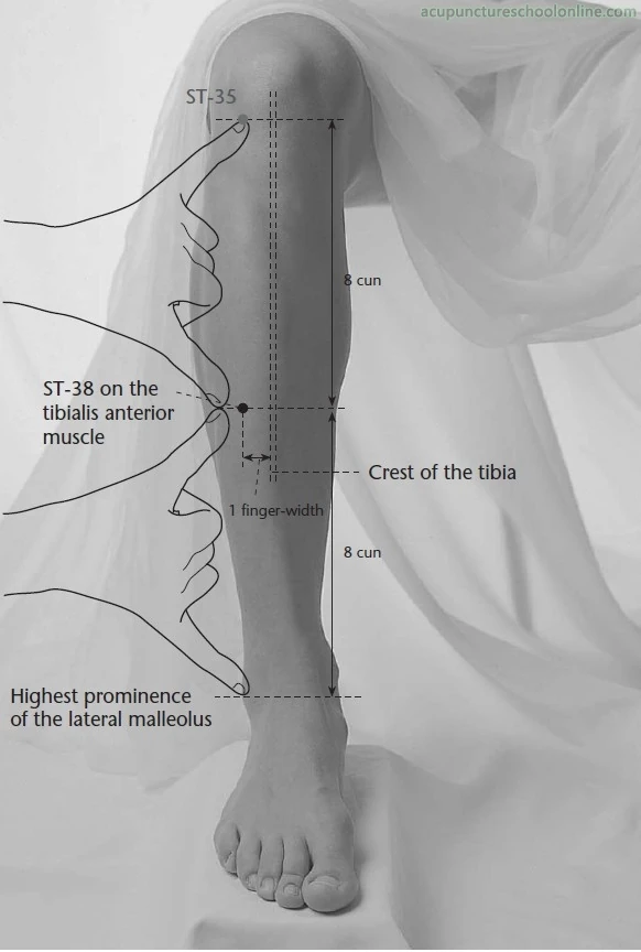 Изображение ST38LinesOpeningTIAOKOUAcupuncturePoints1.jpg