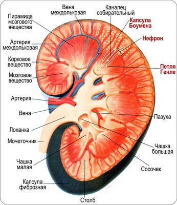 почки фото человека онлайн
