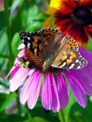 DSCN0007 - Bee - Butterfly - Flower