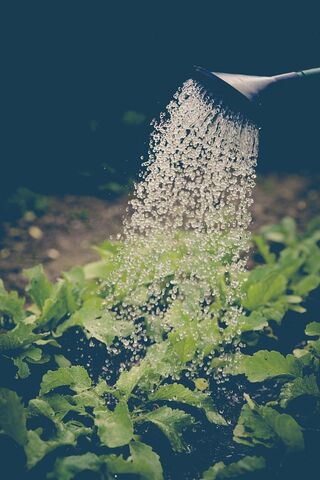 Fájl:Garden-watering.jpg