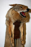 CoyoteSkinHood
