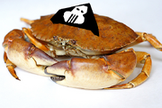 Cpt crabcakes