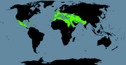 Assyria alone world map 13