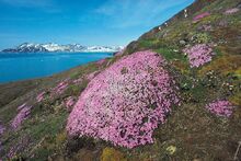 Spitzbergen Flora