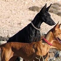 Anubis Hound Alternate Species Series Alternative History Fandom