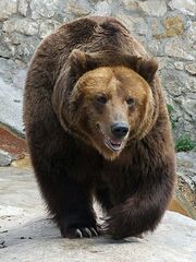 Medved mzoo