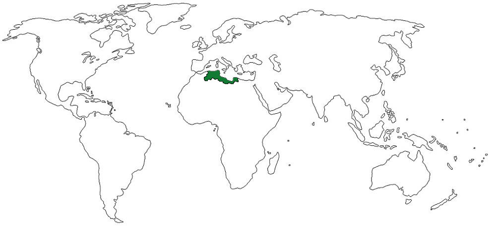 blank world mapjpg