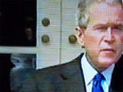Bush alien