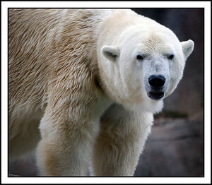 Polar Expression