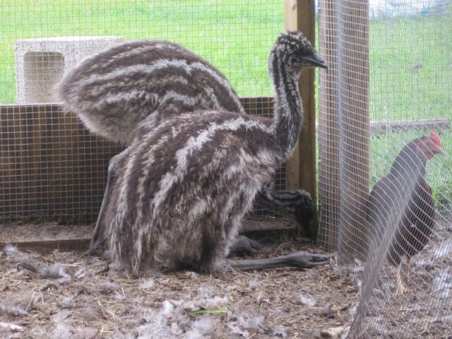 File:Raising-emu.jpg