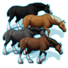 Clydesdalehorsepack