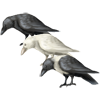 Standingharvestcrowpack